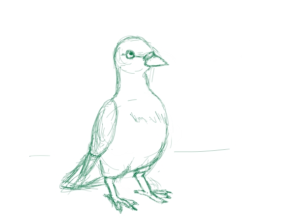 600x450 Pigeon Sketch By Usagioni - Pigeon Sketch