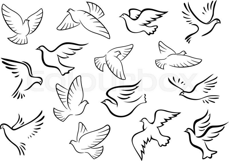 800x564 Pigeon And Dove Birds Silhouettes In Sketch Style For Peace Or - Pigeon Sketch
