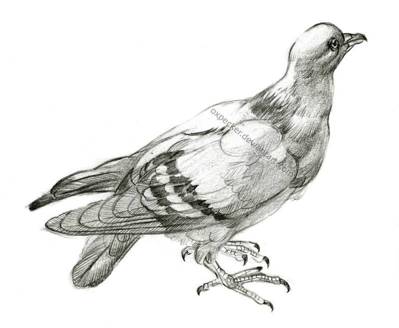 800x658 Pigeon By Oxpecker - Pigeon Sketch