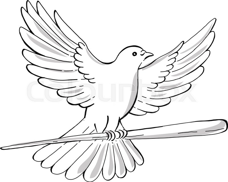 800x639 Drawing Sketch Style Illustration Of A Soaring Dove Or Pigeon With - Pigeon Sketch