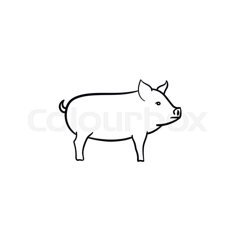 800x800 Pig Hand Drawn Outline Doodle Icon. Piglet For Barbecue Vector - Piglet Sketch