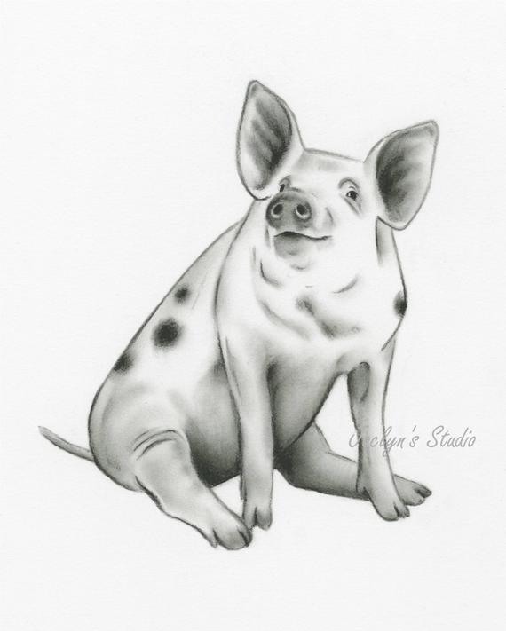 570x711 Spotted Pig Art Charcoal Drawing 810 Pig Etsy - Piglet Sketch