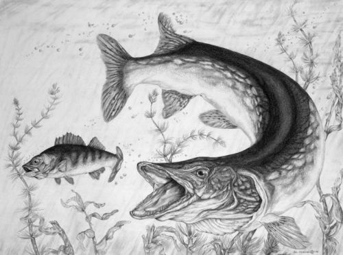 500x372 Image Result For Grayscale Coloring - Pike Sketch