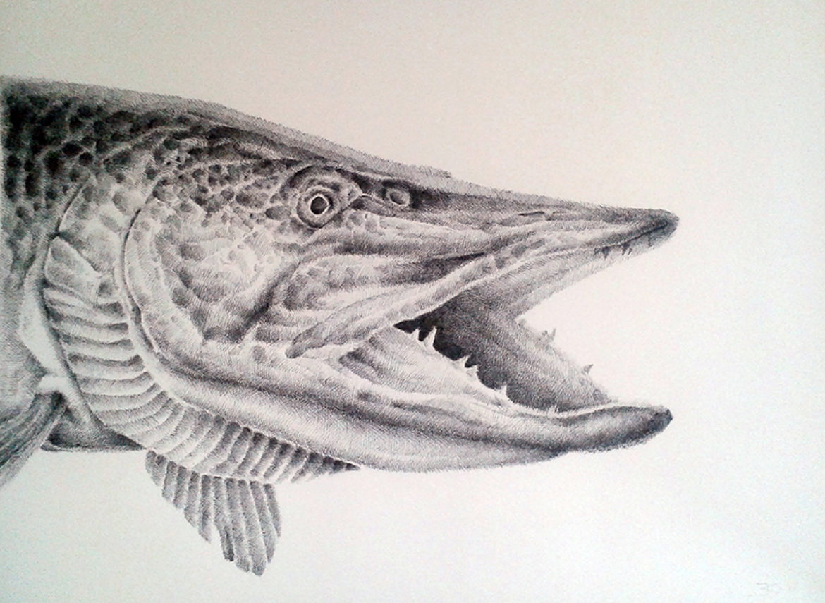 1170x855 Jasper De Gelder European Pike - Pike Sketch