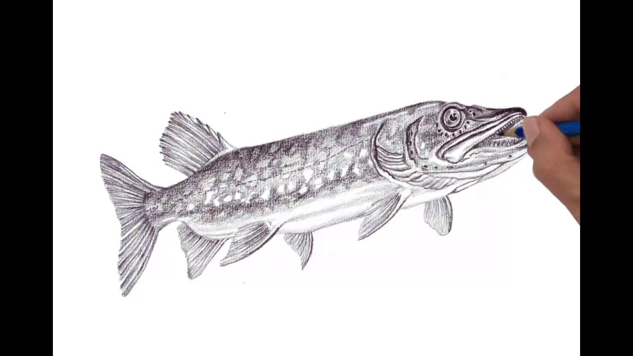 1280x720 Northern Pike - Pike Sketch