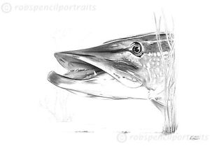 300x212 Pike Esox Lucius Predator Fishing Art Signed Print Less Than 10 - Pike Sketch