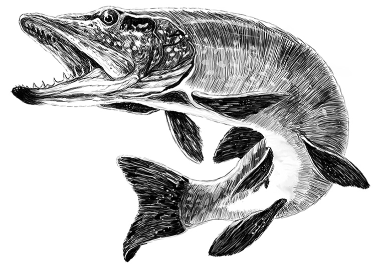 750x530 Pike Fish By Maksst - Pike Sketch