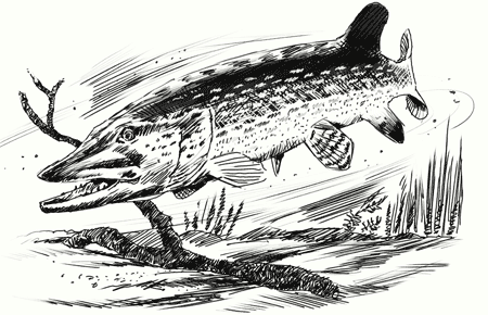 450x290 Pike Flies Or Deceiver Patterns - Pike Sketch