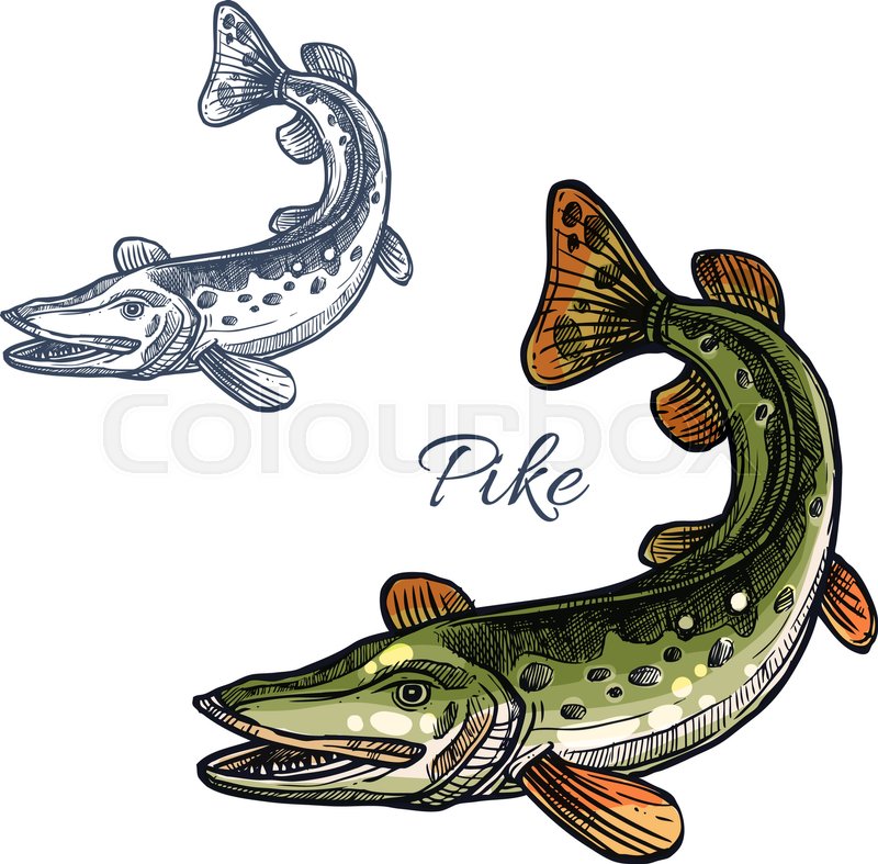 800x787 Pike Sketch Vector Fish Icon. Fresh Water Lake Fish Species Of - Pike Sketch