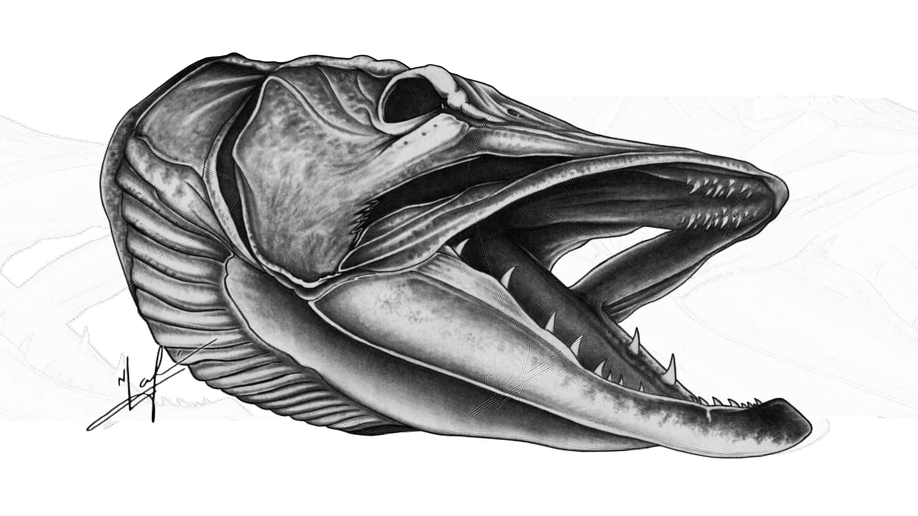 3000x1687 Pin By Tonja P On Drawing Drawings, Skull Art And Art - Pike Sketch