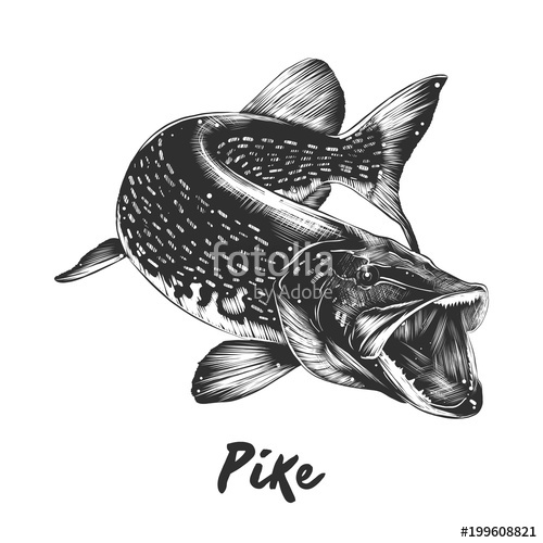 500x500 Vector Engraved Style Illustration For Posters, Decoration And - Pike Sketch