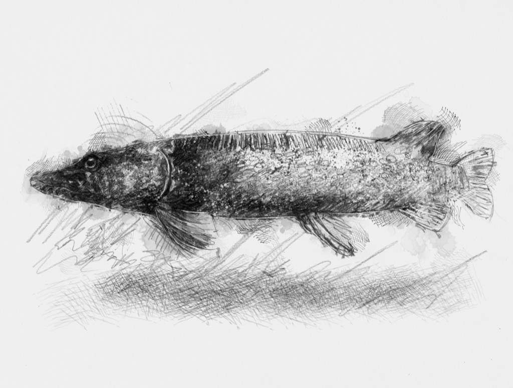 Pike Sketch at PaintingValley.com | Explore collection of Pike Sketch