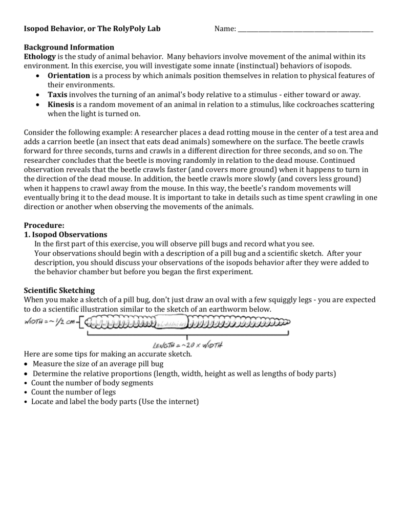 791x1024 Isopod Behavior (Rolypoly Lab) Student Version) - Pill Bug Sketch