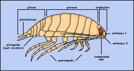 460x245 Lab 11 Animal Behavior - Pill Bug Sketch