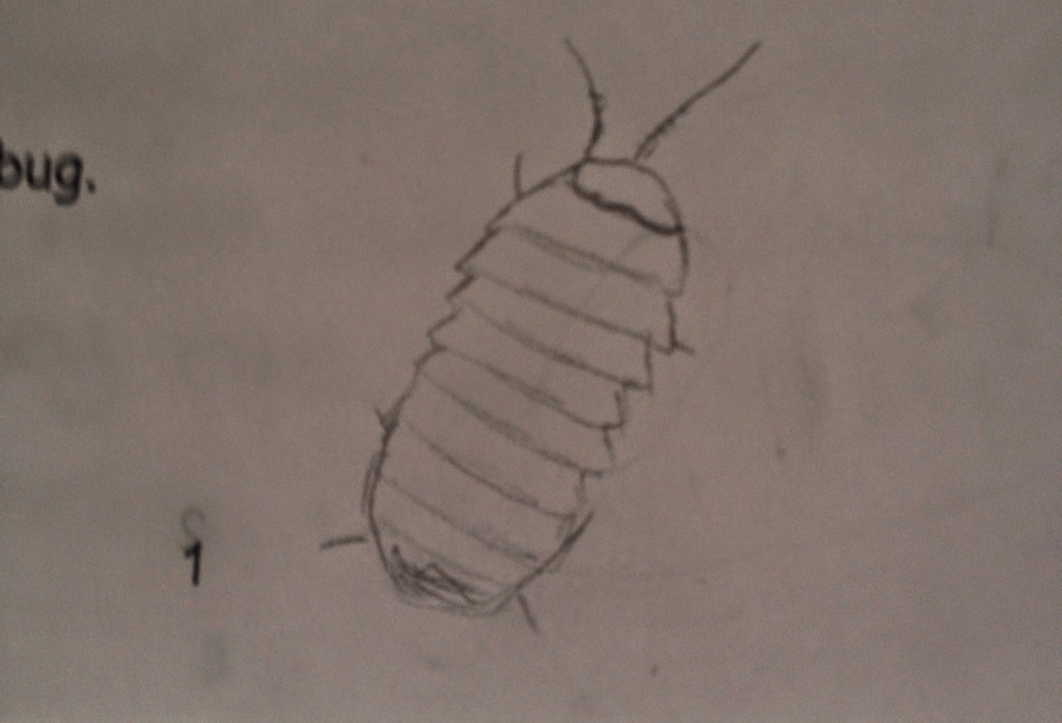 1536x1045 Living The Bio Life Animal Behavior The Life Of A Pill Bug (Lab - Pill Bug Sketch