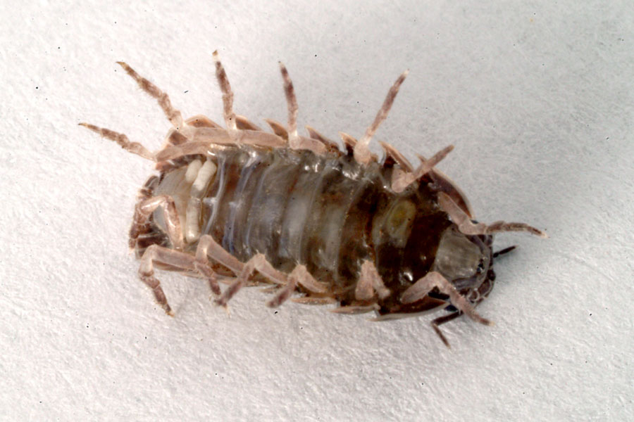 900x600 Sns Pillbug Ventral - Pill Bug Sketch