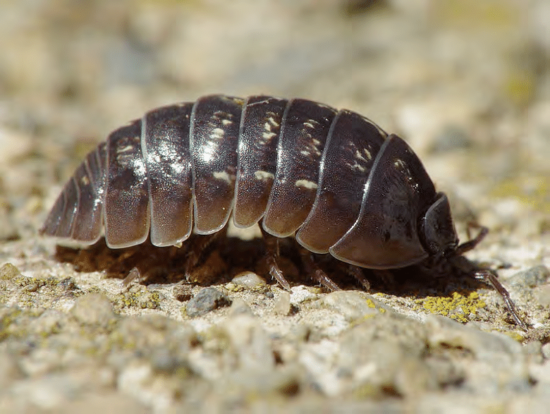 780x587 Species Of Armadillidae, A Pill Bug. Photo - Pill Bug Sketch