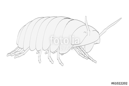 500x334 Cartoon Image Of Pill Bug Stock Photo And Royalty Free Images On - Pill Bug Sketch