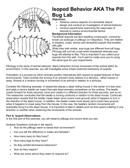 260x336 Isopods Lab Ap Bio Pill Bug Behavior Revised 1415 2 - Pill Bug Sketch