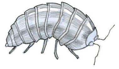 380x222 Pill Bug Sketch Science Science And Pill Bug - Pill Bug Sketch