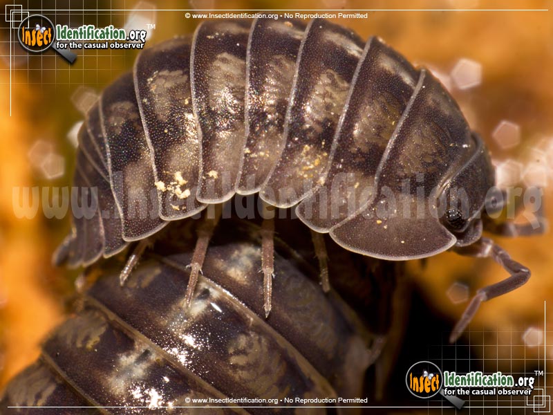 800x600 Common Pillbug - Pill Bug Sketch