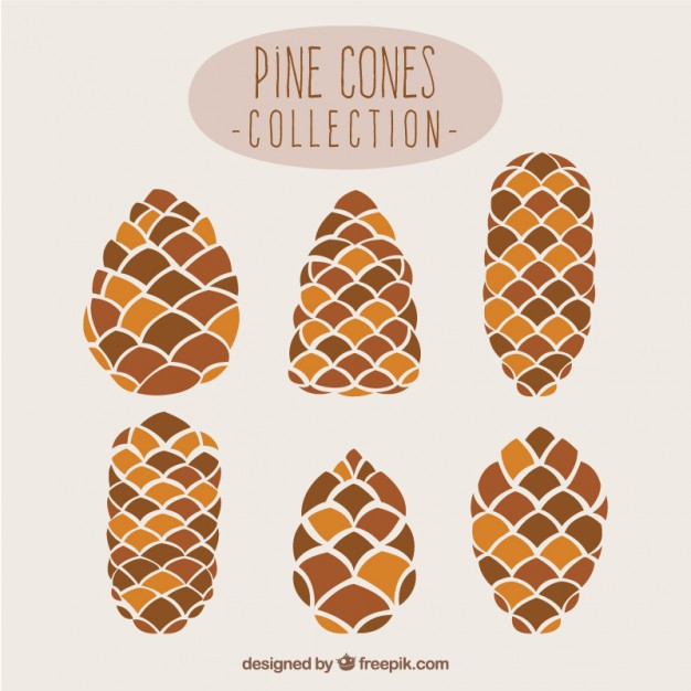 626x626 Pine Cone Vectors, Photos And Psd Files Free Download - Pine Cone Sketch