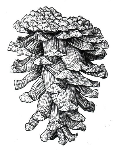 Pine Cone Sketch at PaintingValley.com | Explore collection of Pine ...