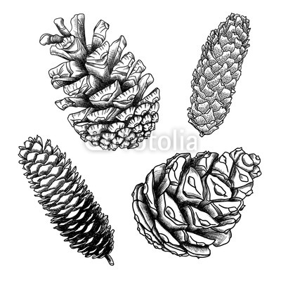 400x400 Set Of Sketch Hand Drawing Pine Cones On White Background - Pine Cone Sketch
