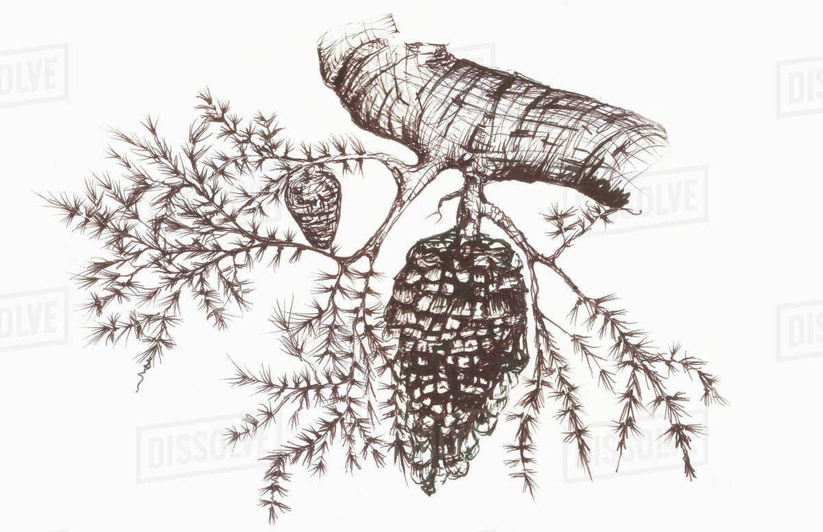 1200x777 Sketch Of A Pine Cone Hanging From A Tree Branch - Pine Cone Sketch