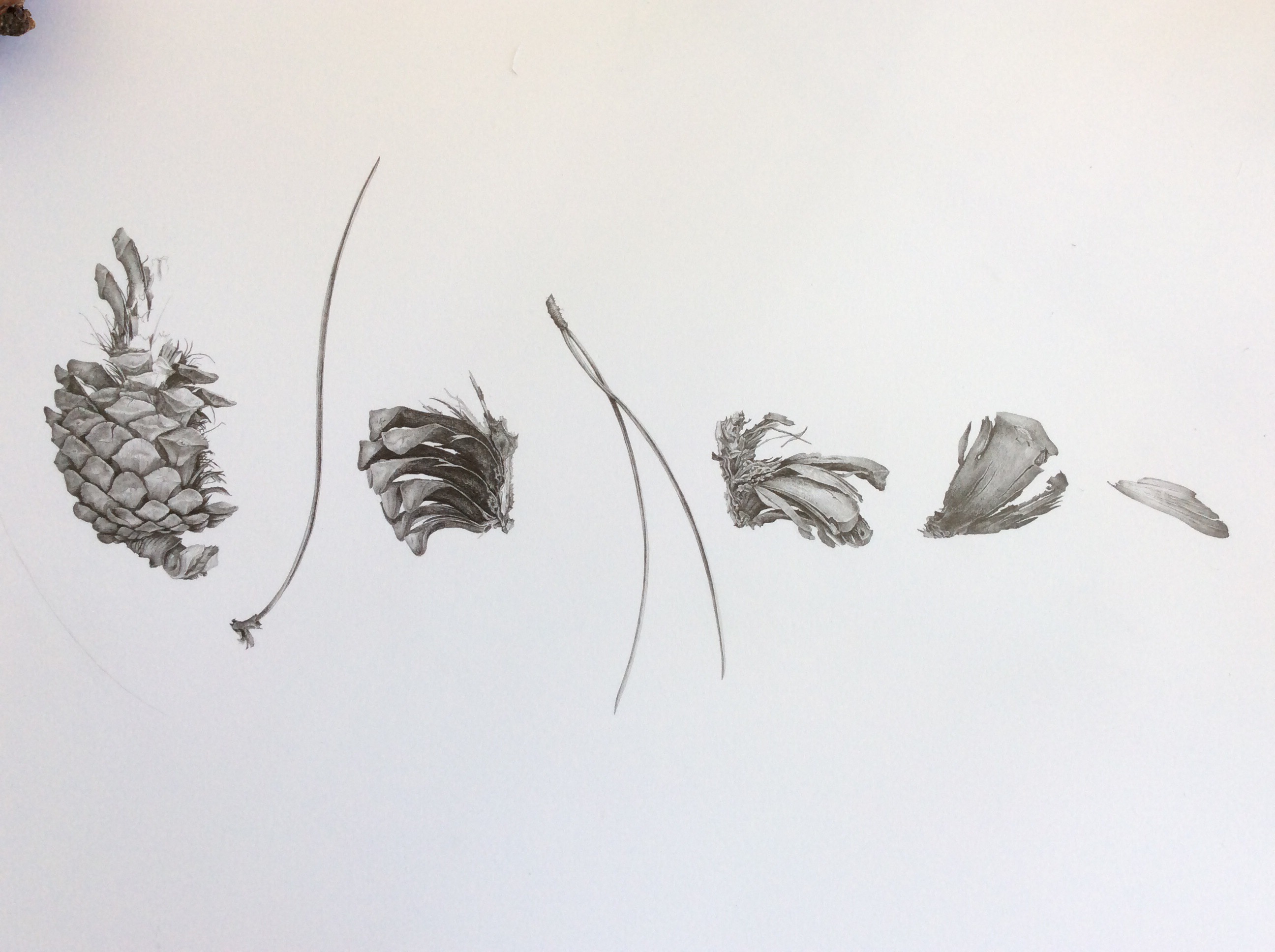 2592x1936 Deconstructed Pine Cone Drawing Nearing Completion - Pine Cone Sketch