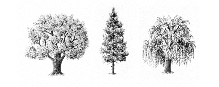850x340 How To Draw Trees - Pine Tree Sketch