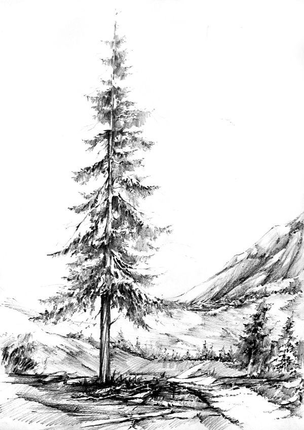 600x848 Trees Mountain Scenery Greyscale Drawings, Pencil - Pine Tree Sketch