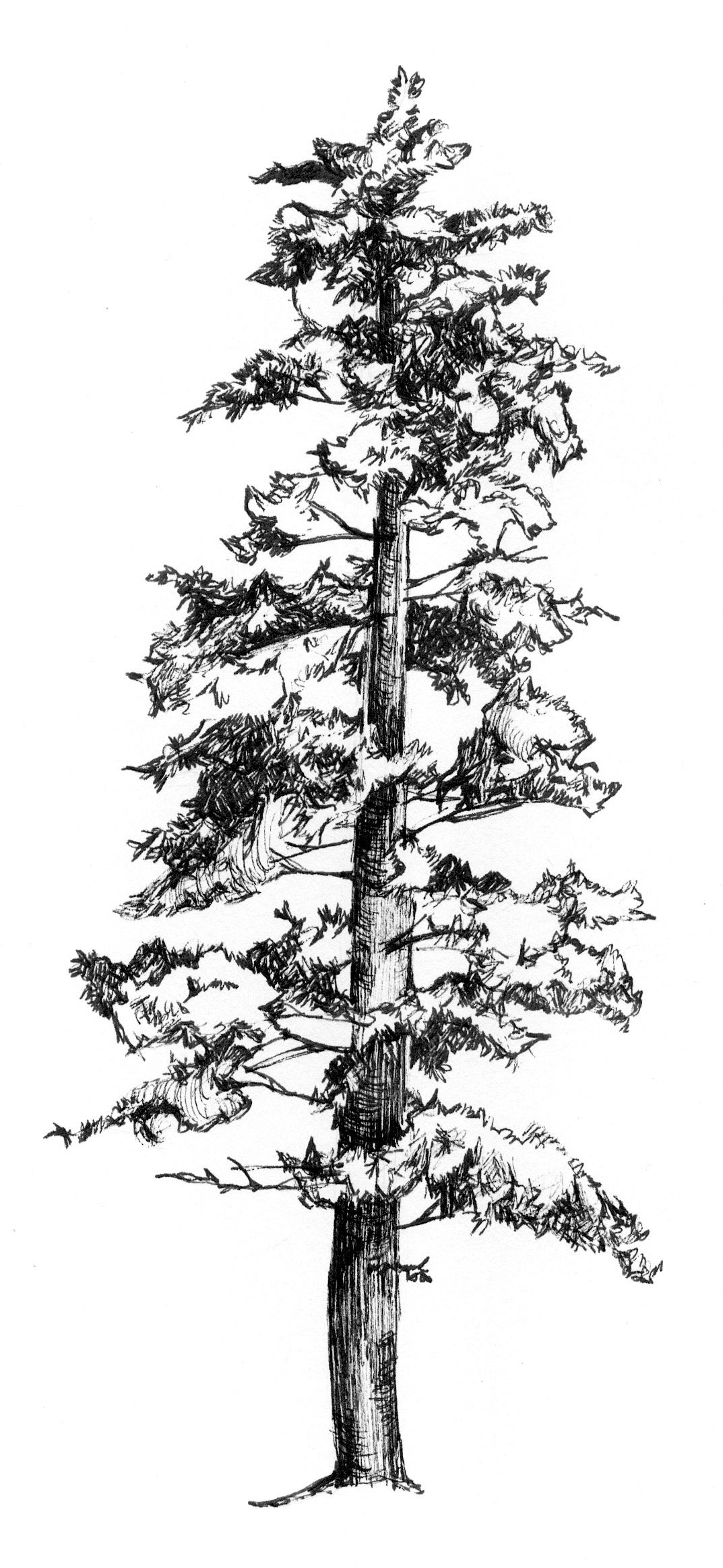 Pine tree drawing - feelrety