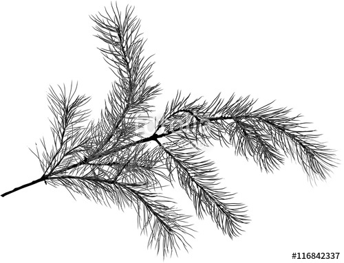 500x383 Black Pine Tree Branch Sketch Isolated Illustration Stock Image - Pine Tree Sketch
