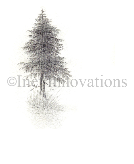 472x576 Pine Tree Sketch Prints Gallery - Pine Tree Sketch