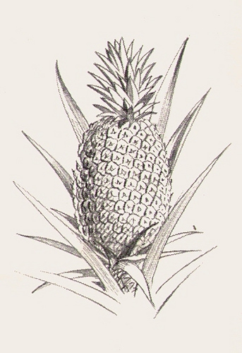 343x500 Pineapple Sketch From Queensland, Daughter Of The Sunc19 - Pineapple Sketch