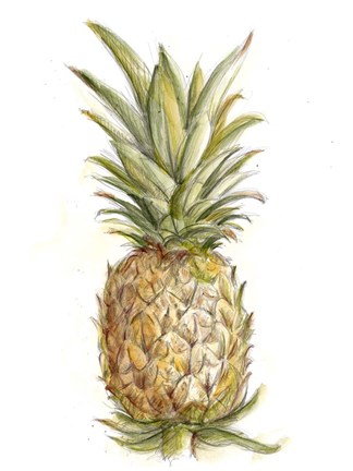 324x432 Pineapple Sketch Ii Fine Art Print By Ethan Harper - Pineapple Sketch