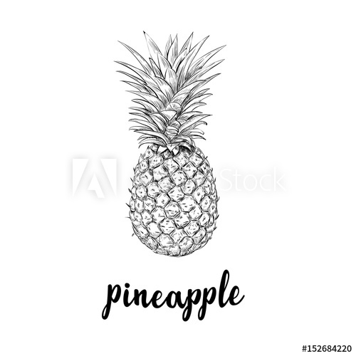 500x500 Pineapple Sketch Is A Vintage Drawing. Hand Drawing Vector - Pineapple Sketch