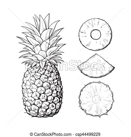450x470 Sketch Clipart Pineapple - Pineapple Sketch