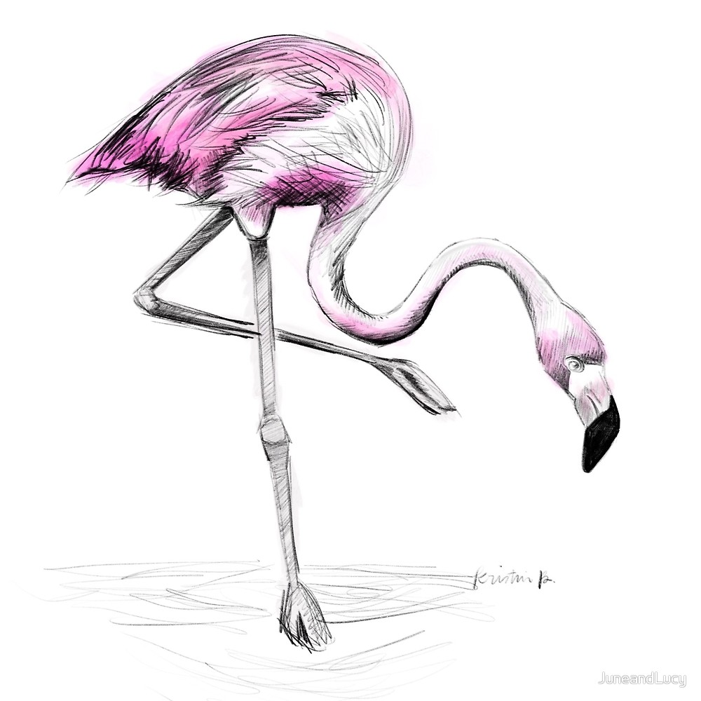 1000x1000 Flamingo Sketch By Juneandlucy Redbubble - Pink Flamingo Sketch