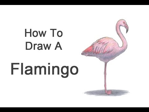 480x360 How To Draw A Flamingo - Pink Flamingo Sketch