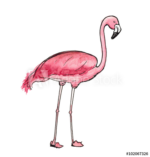 479x500 Watercolor Sketch Pink Flamingo Isolated - Pink Flamingo Sketch