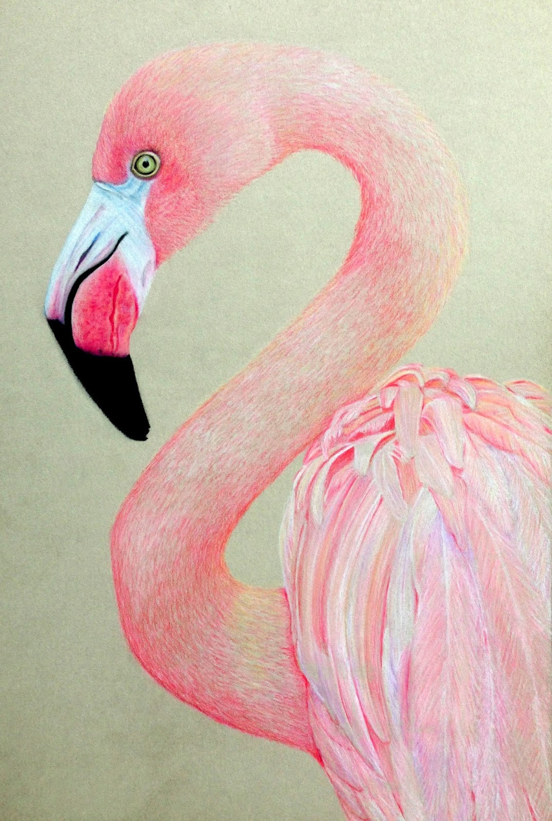 1076x1600 Artful Evidence Coloured Pencil Sketch - Pink Flamingo Sketch