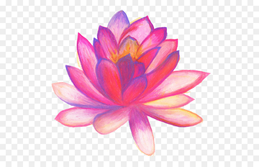 900x580 Drawing Line Art Flower Sketch - Pink Flower Sketch