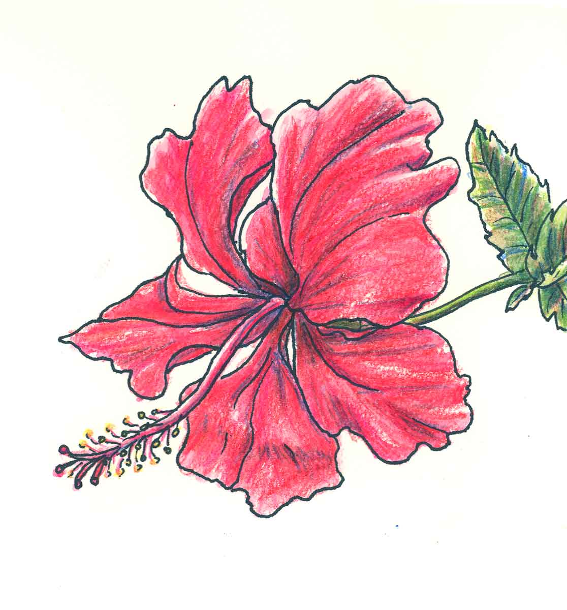 1116x1200 Drawings Of Flowers - Pink Flower Sketch