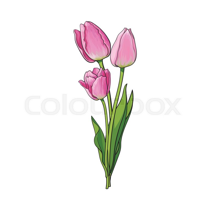 800x800 Hand Drawn Bunch Of Three Side View Pink Tulip Flower, Sketch - Pink Flower Sketch