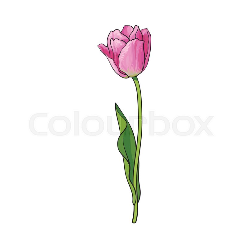800x800 Hand Drawn Of Side View Pink Open Tulip Flower, Sketch Style - Pink Flower Sketch