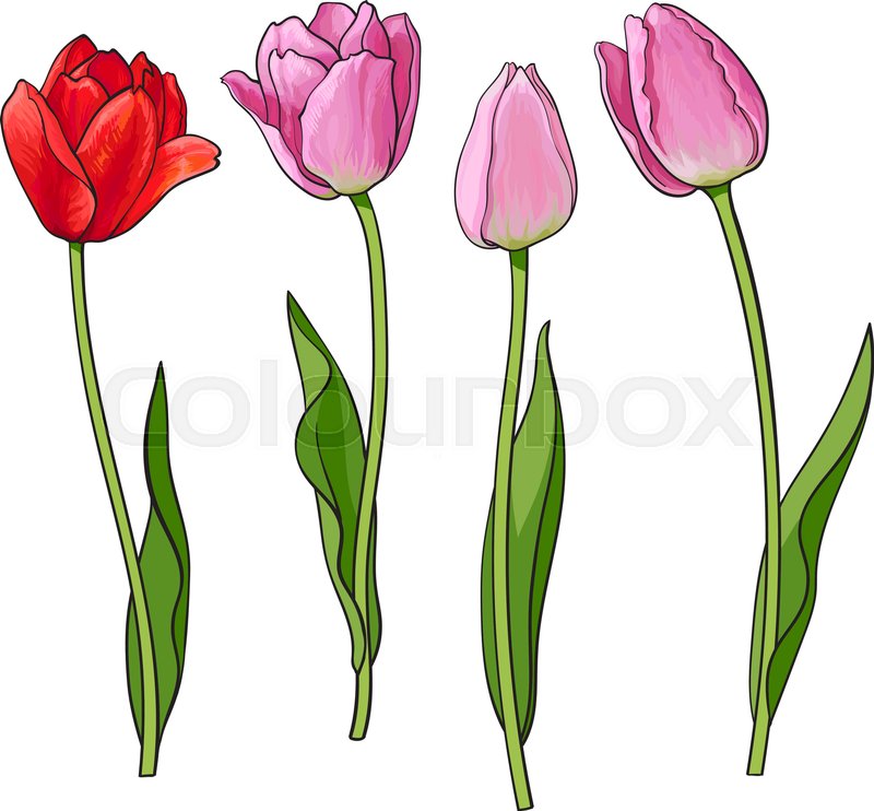 800x742 Hand Drawn Set Of Side View Red, Pink Open And Closed Tulip Flower - Pink Flower Sketch