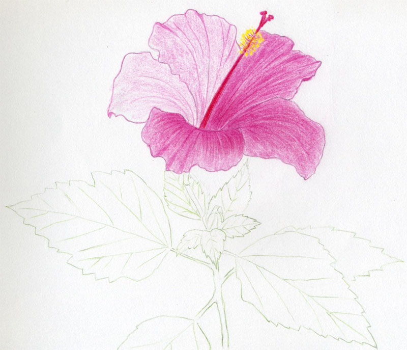 800x687 Hibiscus Flowers Drawing Tutorial - Pink Flower Sketch