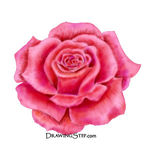 300x300 How To Draw A Rose Step By Step - Pink Flower Sketch